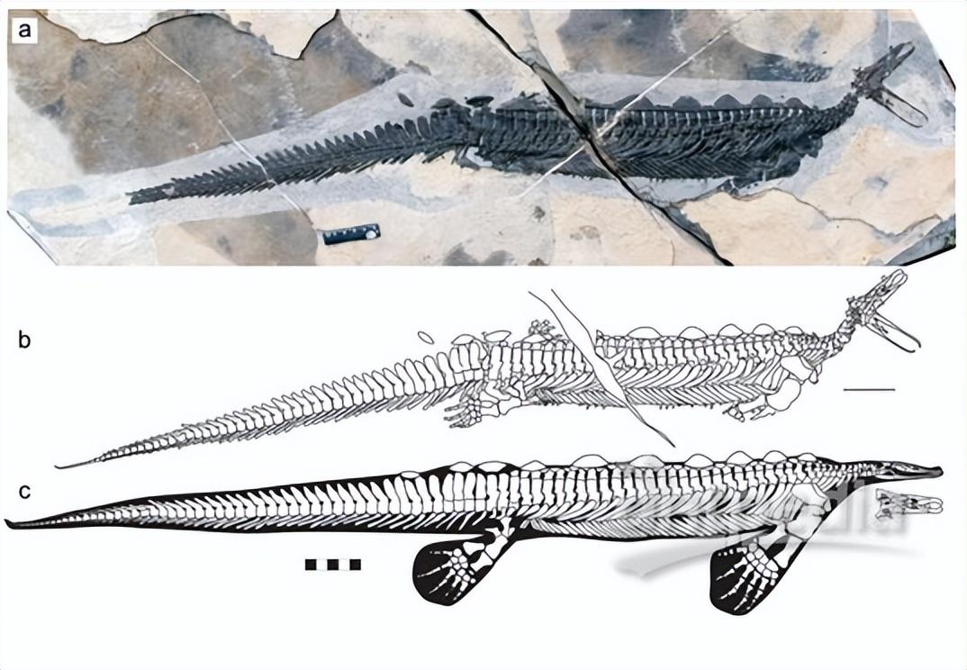 回顾进化路上的叛徒鸭嘴兽为何像施了魔法一样有鸟和兽的特征