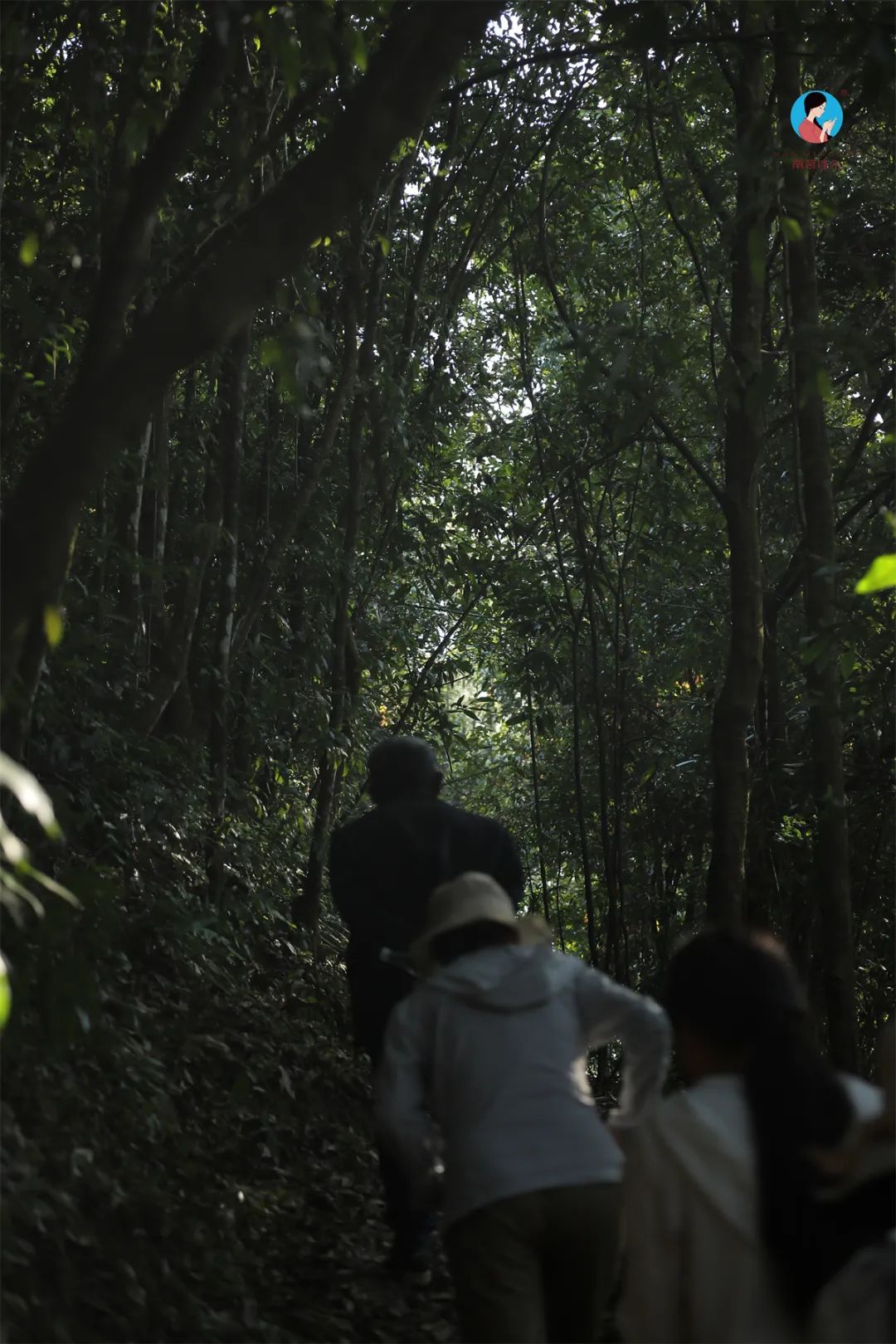 茶山行日记9林深路陡入困鹿山茶园品一盏春韵清凌香润