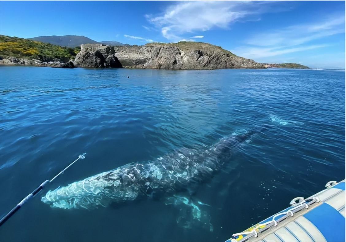 回顾混乱的繁衍为何灰鲸没有第三者插足帮助就无法完成交配