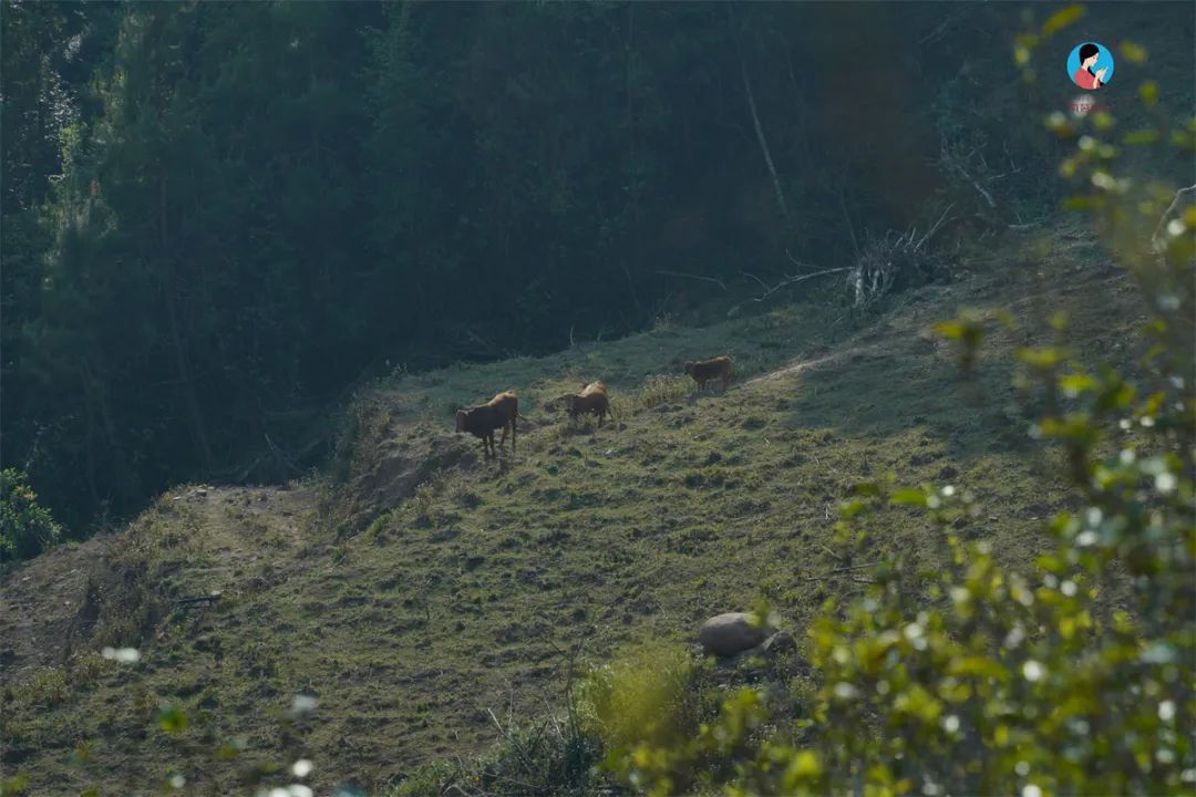 茶山行日记9林深路陡入困鹿山茶园品一盏春韵清凌香润