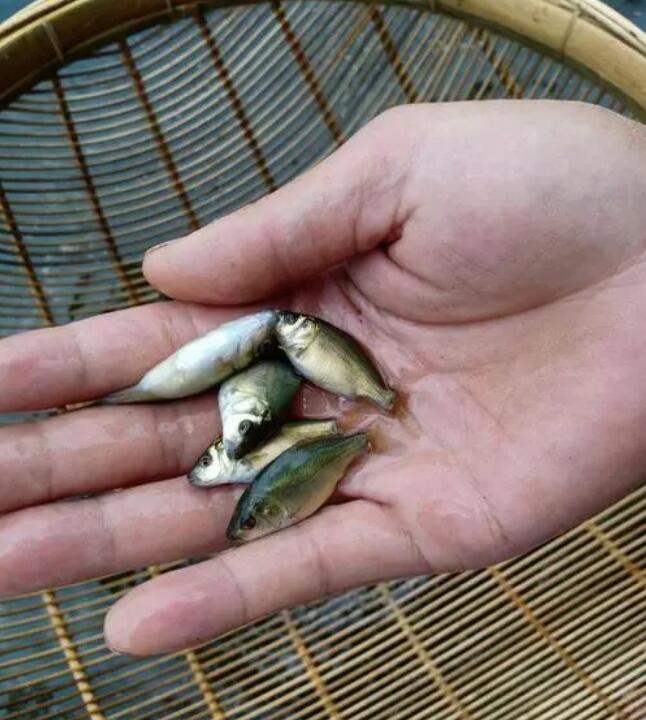 其实青藏高原上面的裸鲤并不是不能吃,上文的理由中,前两点基本是遵守