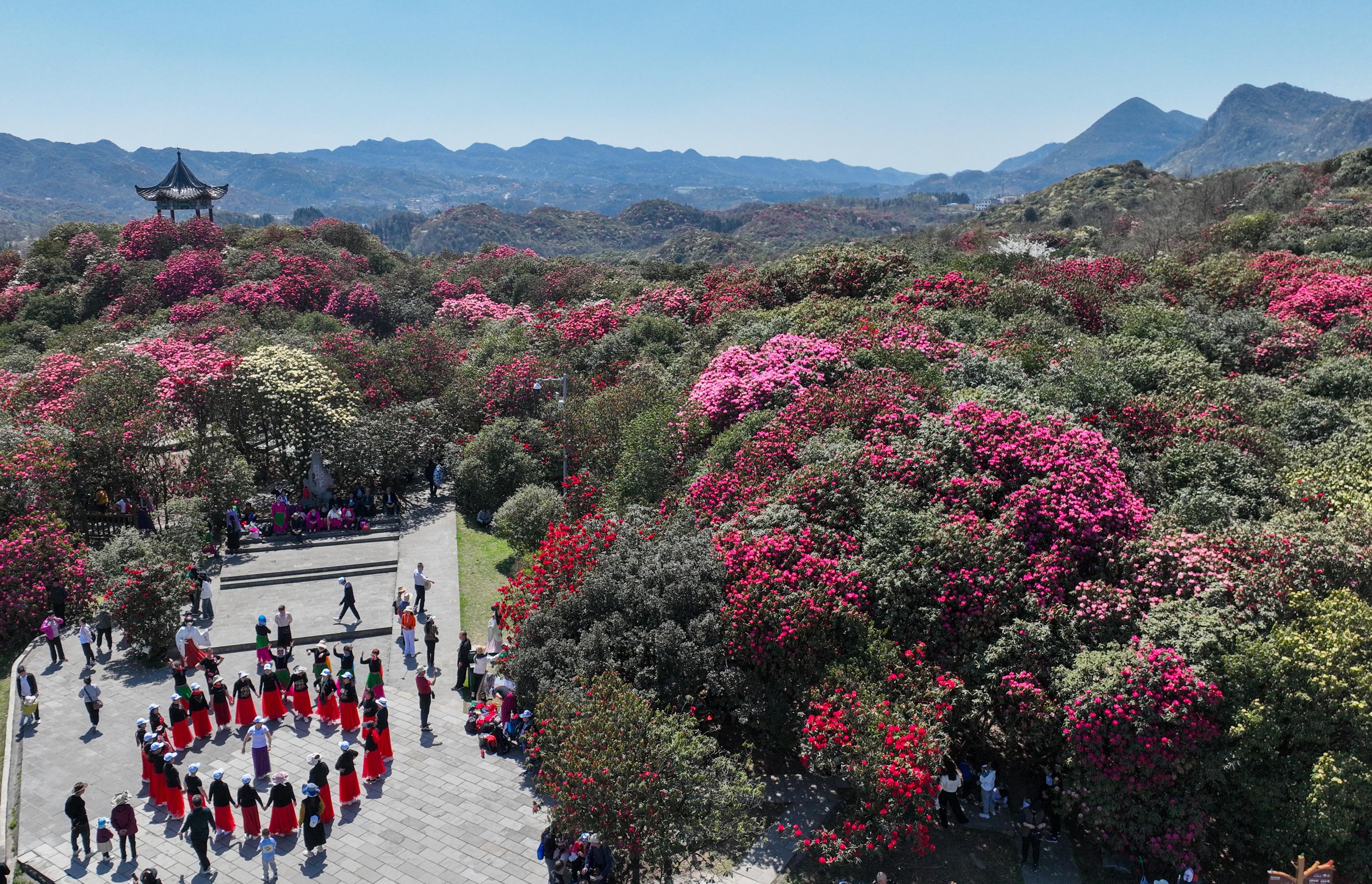 贵州毕节杜鹃花海图片图片