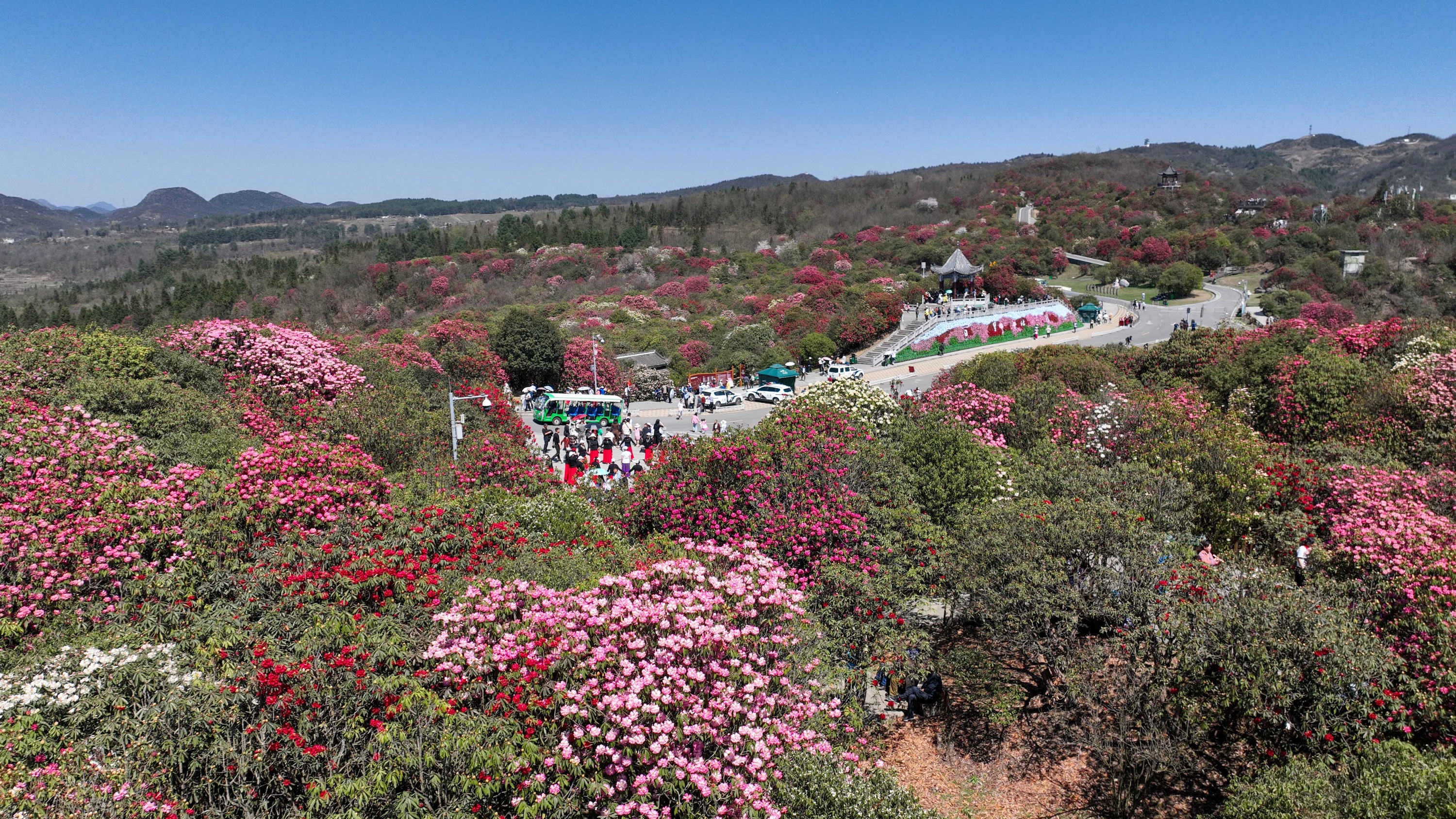 多彩贵州春之旅丨贵州毕节:杜鹃花开游客来