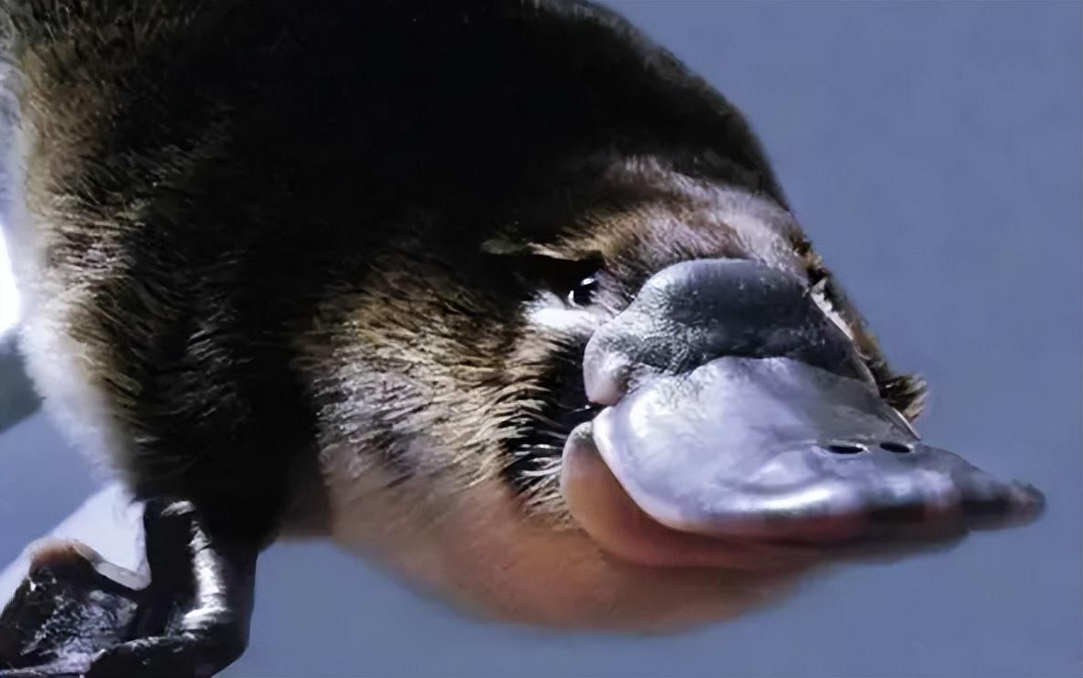 回顾进化路上的叛徒鸭嘴兽为何像施了魔法一样有鸟和兽的特征