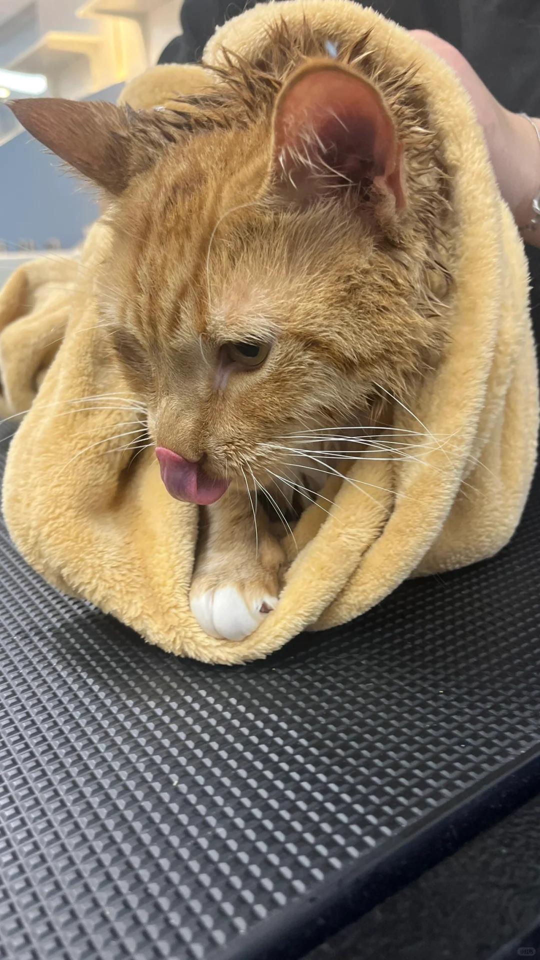 猫咪尾巴严重掉毛伴有皮屑,原因及解决方法?