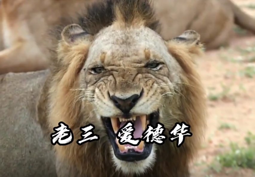 残暴的雄狮联盟6头雄狮一年消灭110头狮子从辉煌到凄凉落幕