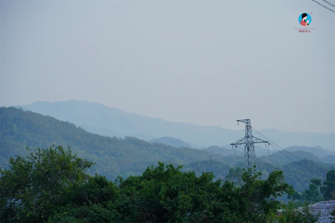 茶山行日记9林深路陡入困鹿山茶园品一盏春韵清凌香润