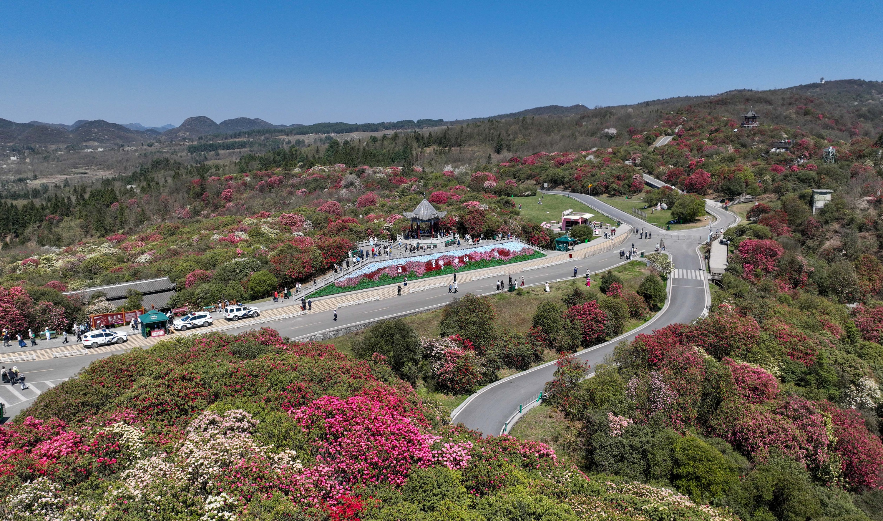 贵州毕节杜鹃花海图片