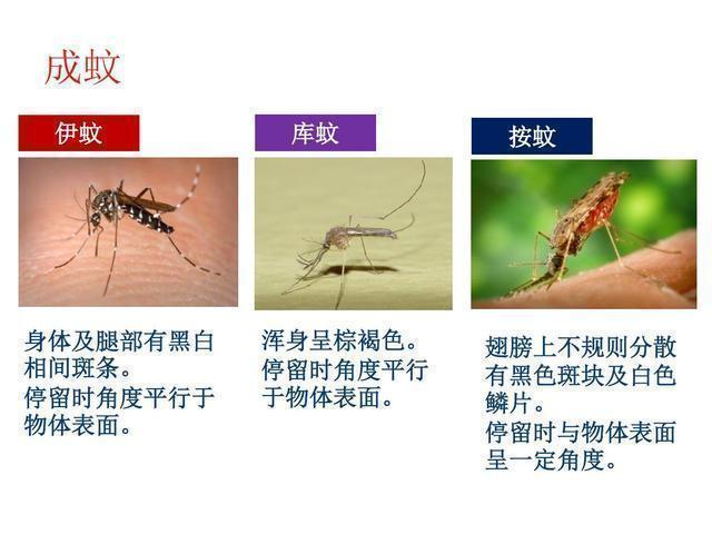 九成人不知道蚊子克星是啥教你1招晚上开窗也不怕了