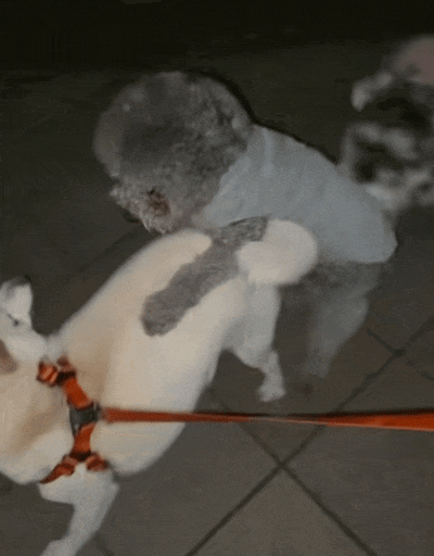 当酷爱甩腚打狗的柴犬遇上钟爱狗屁股的泰迪算是遇到对手了