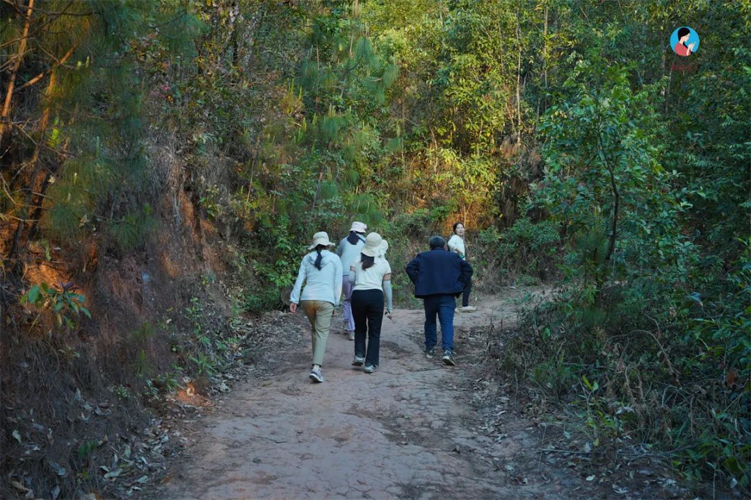 茶山行日记9林深路陡入困鹿山茶园品一盏春韵清凌香润