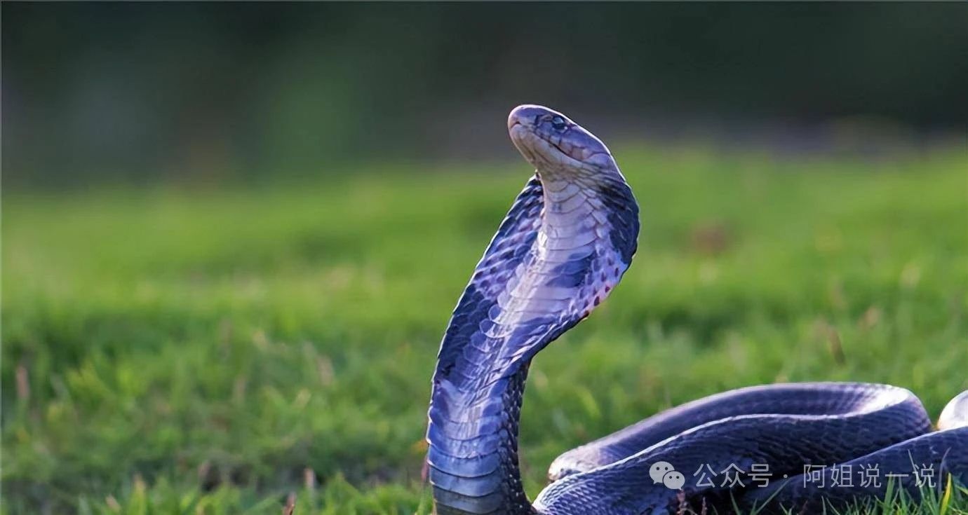 湖南衡南一偏僻荒地发现多条眼镜蛇警方正调查来源