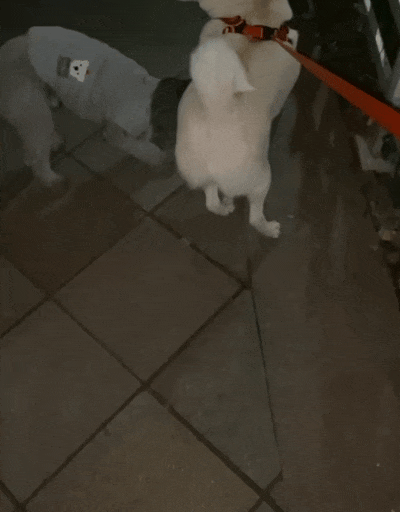 当酷爱甩腚打狗的柴犬遇上钟爱狗屁股的泰迪算是遇到对手了