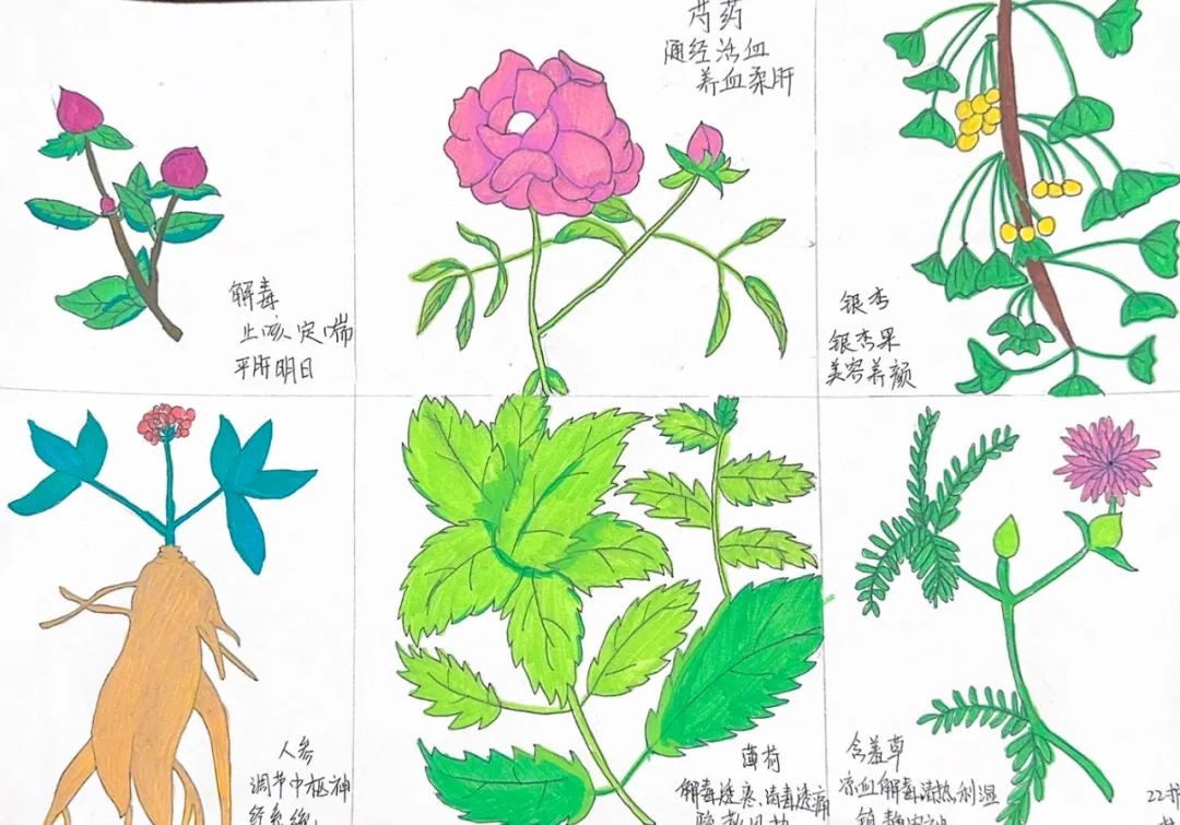 妙笔绘百草,丹心传国粹丨健康教育系中草药绘图作品展示