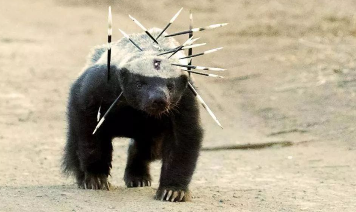 回顾平头哥也有天敌遇到这种动物只能认怂乖乖送上獾头