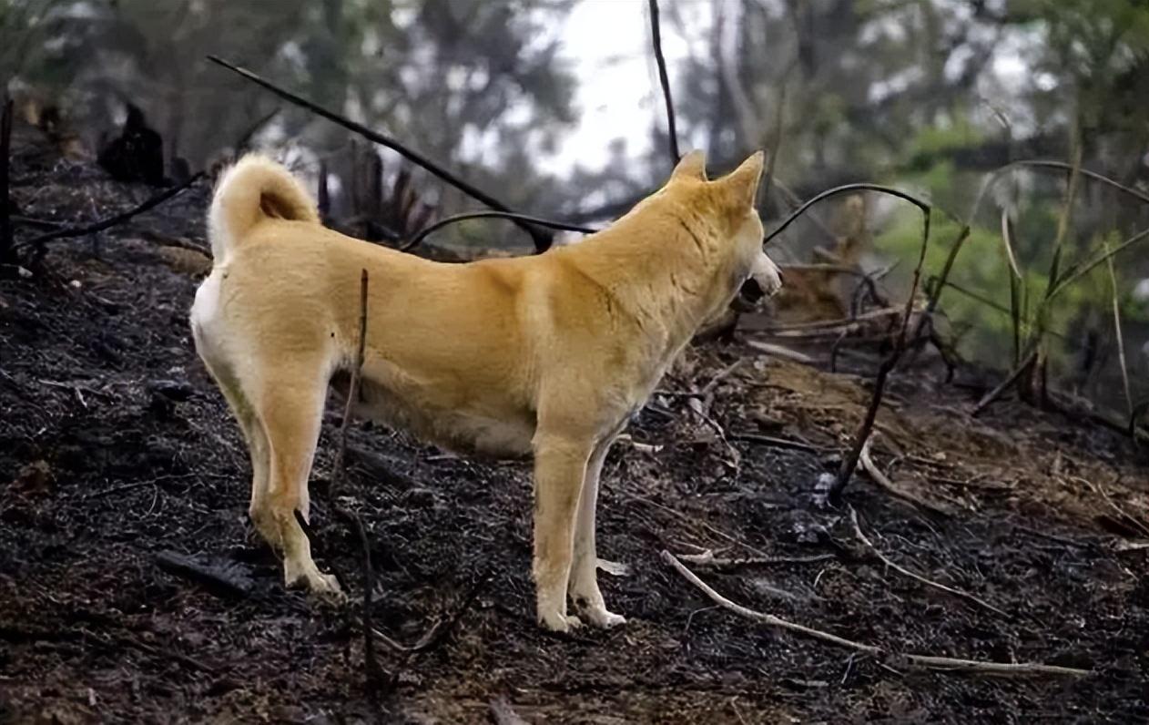 回顾俗话说老狗不死家土狗临死前为何要离开家它在害怕什么