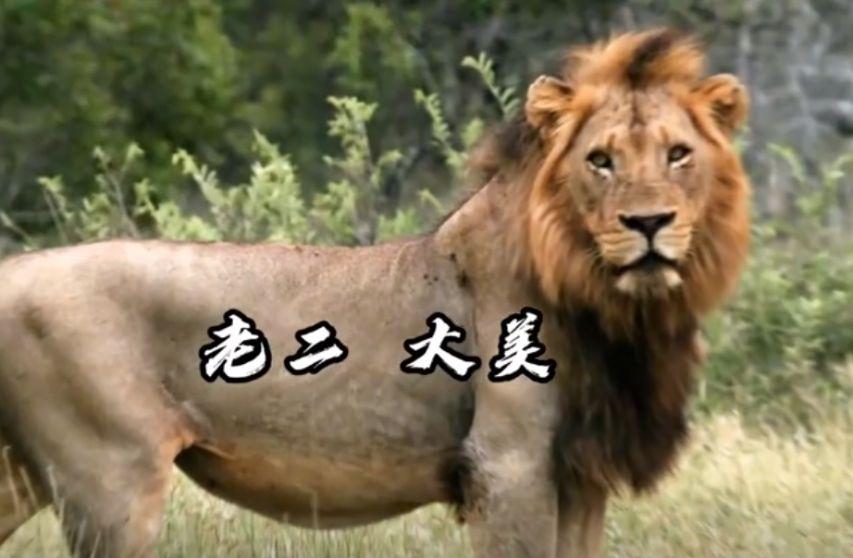 残暴的雄狮联盟6头雄狮一年消灭110头狮子从辉煌到凄凉落幕