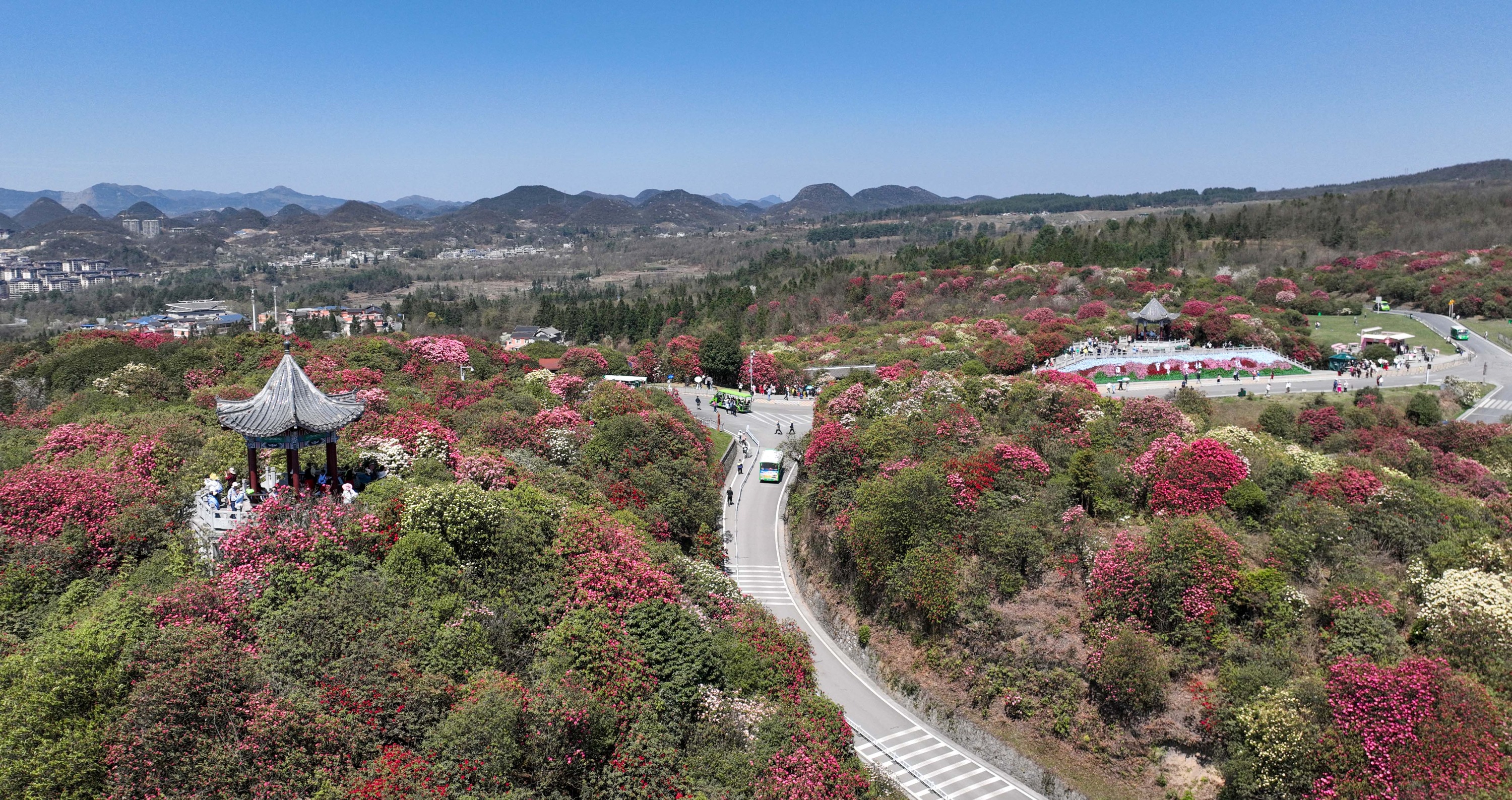 贵州毕节杜鹃花海图片图片