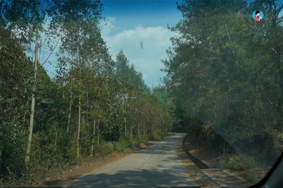 茶山行日记9林深路陡入困鹿山茶园品一盏春韵清凌香润