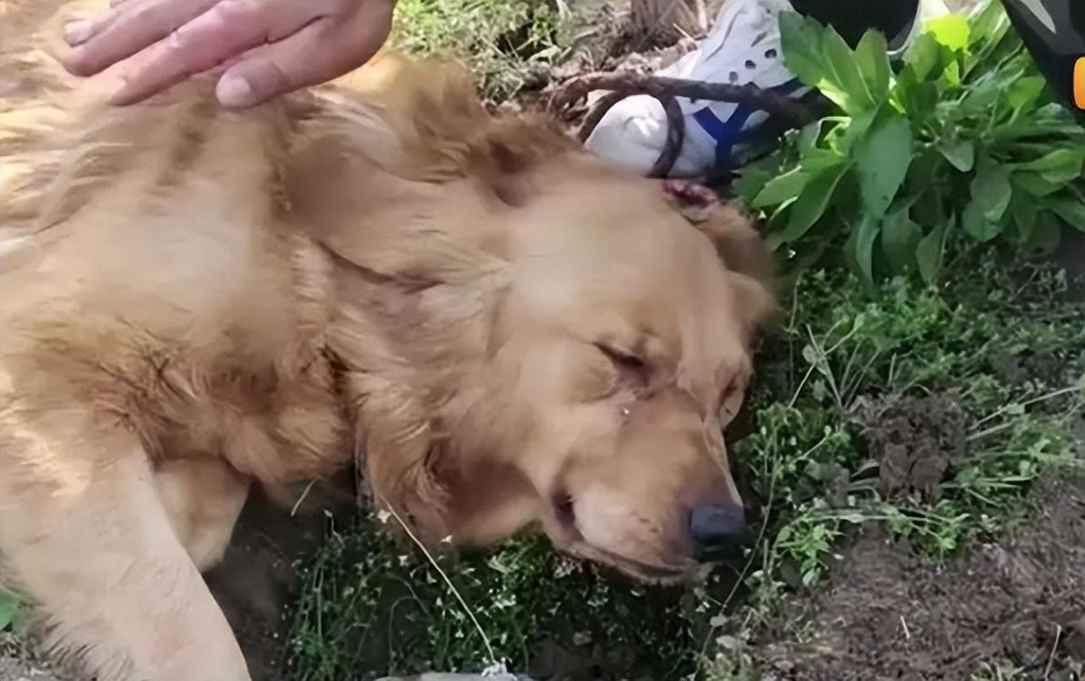 壁纸 动物 狗 狗狗 1194_750