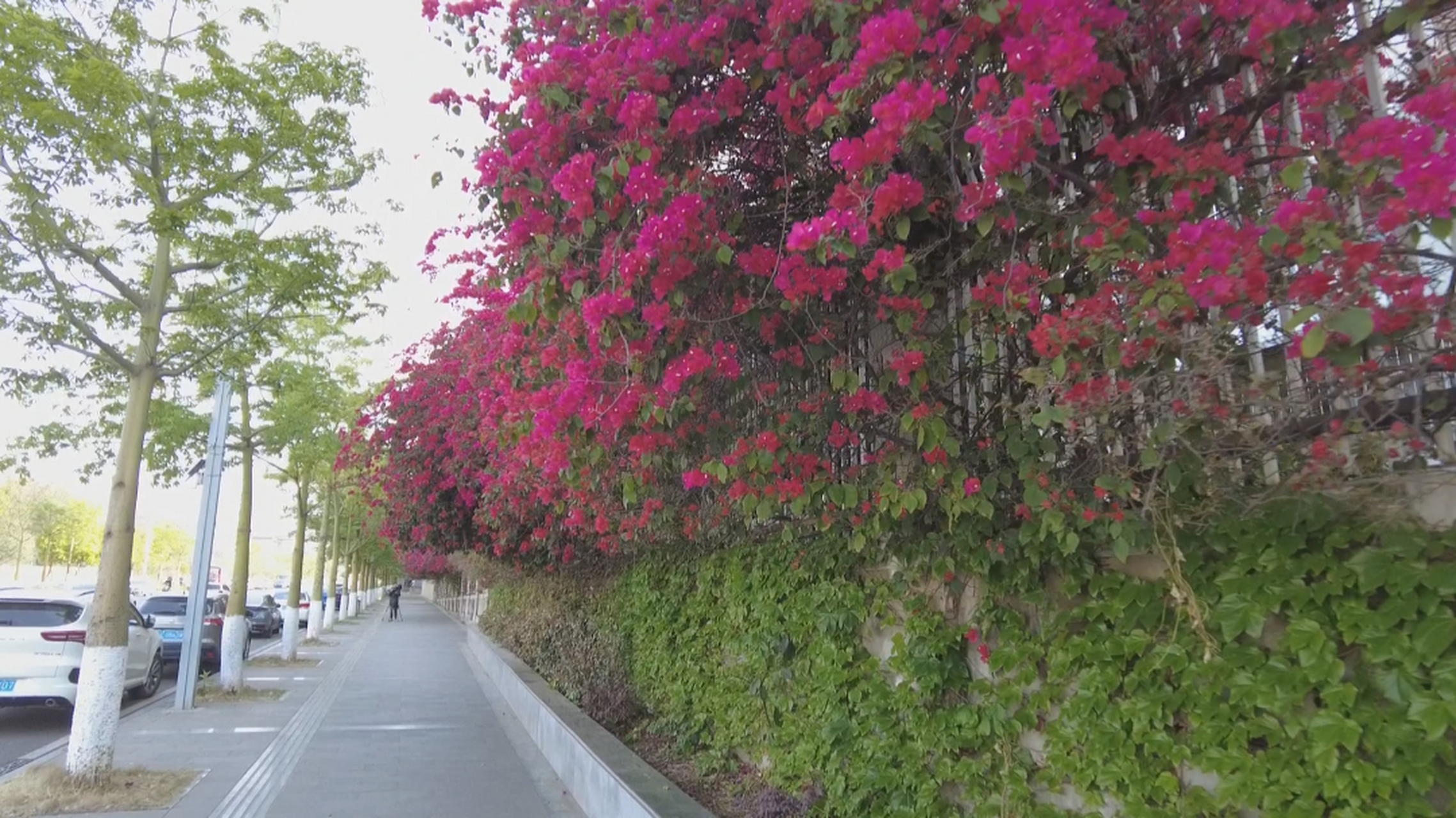 三月,西昌市三角梅绽放如火似霞!艳丽花朵点缀道路间生机勃勃.