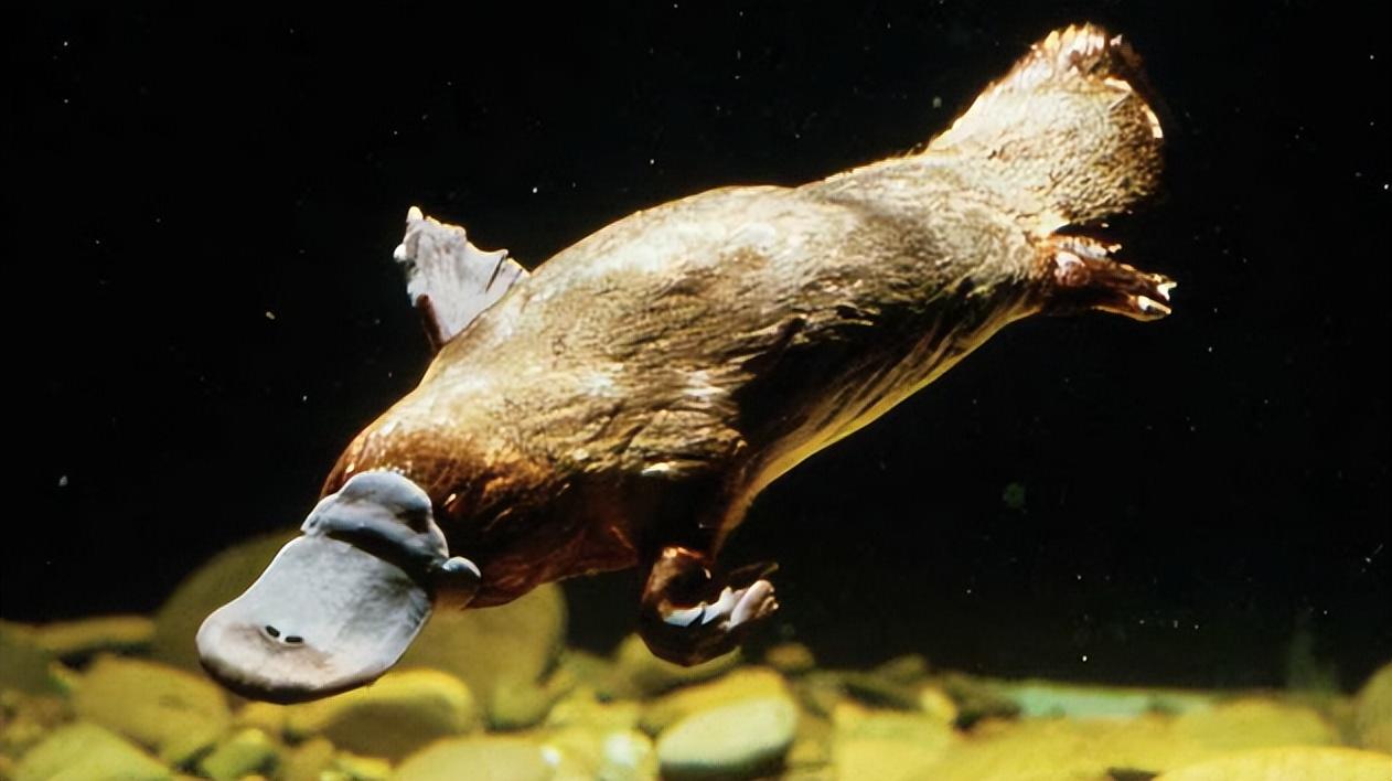 回顾进化路上的叛徒鸭嘴兽为何像施了魔法一样有鸟和兽的特征