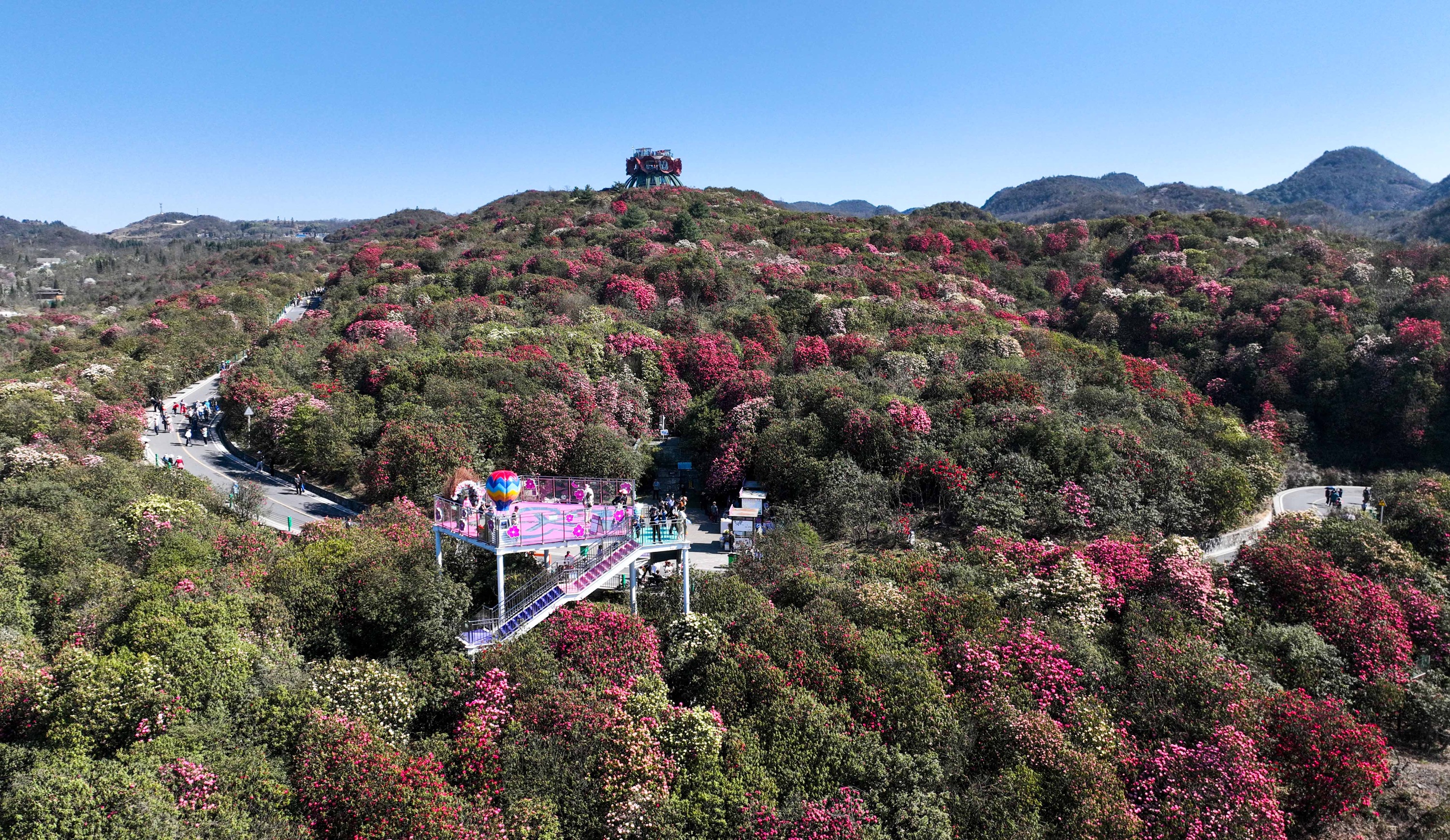 贵州毕节杜鹃花海图片图片