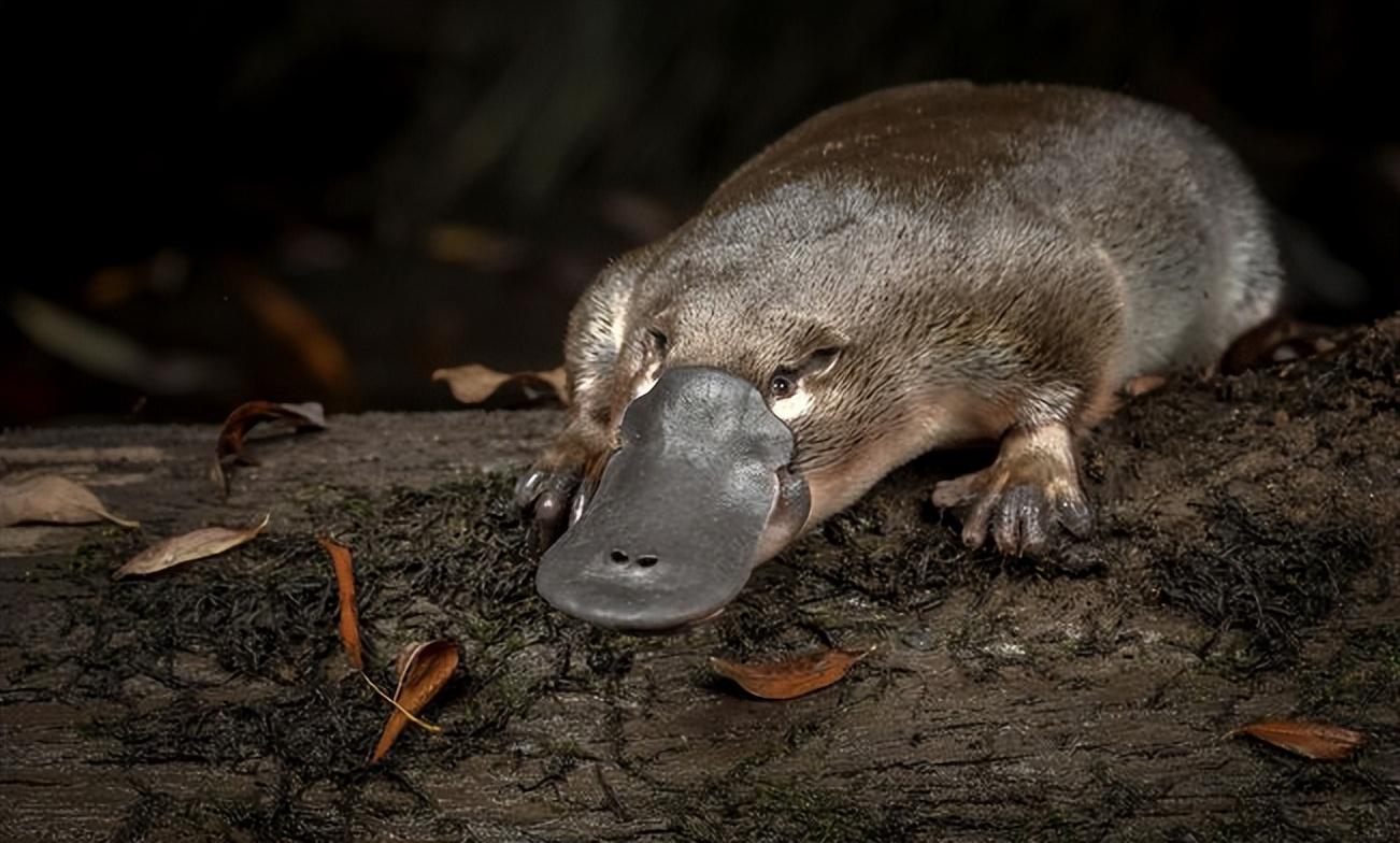 回顾进化路上的叛徒鸭嘴兽为何像施了魔法一样有鸟和兽的特征