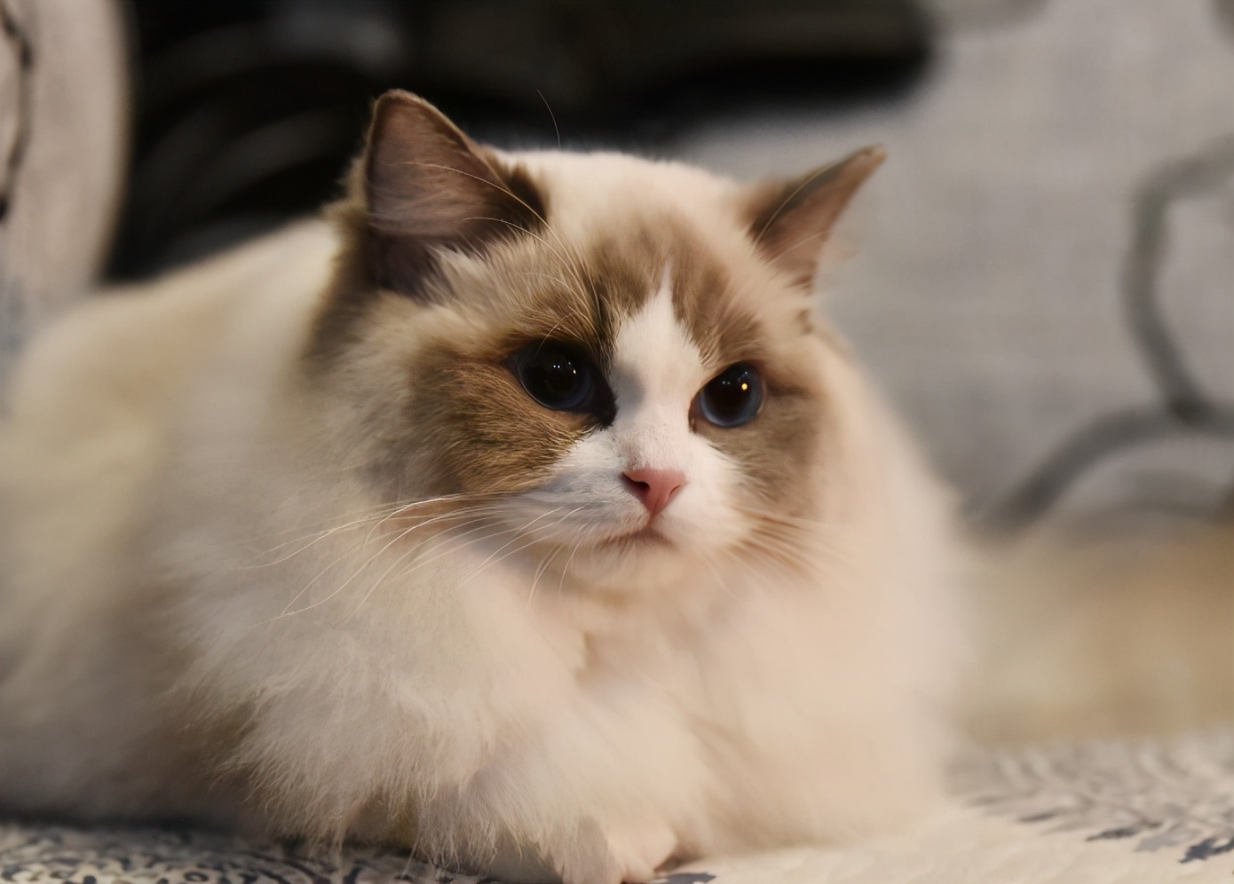 「猫咪美毛教学」手把手教你,颜值提升技巧