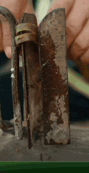 壁纸 昆虫 桌面 311_602 竖版 竖屏 手机