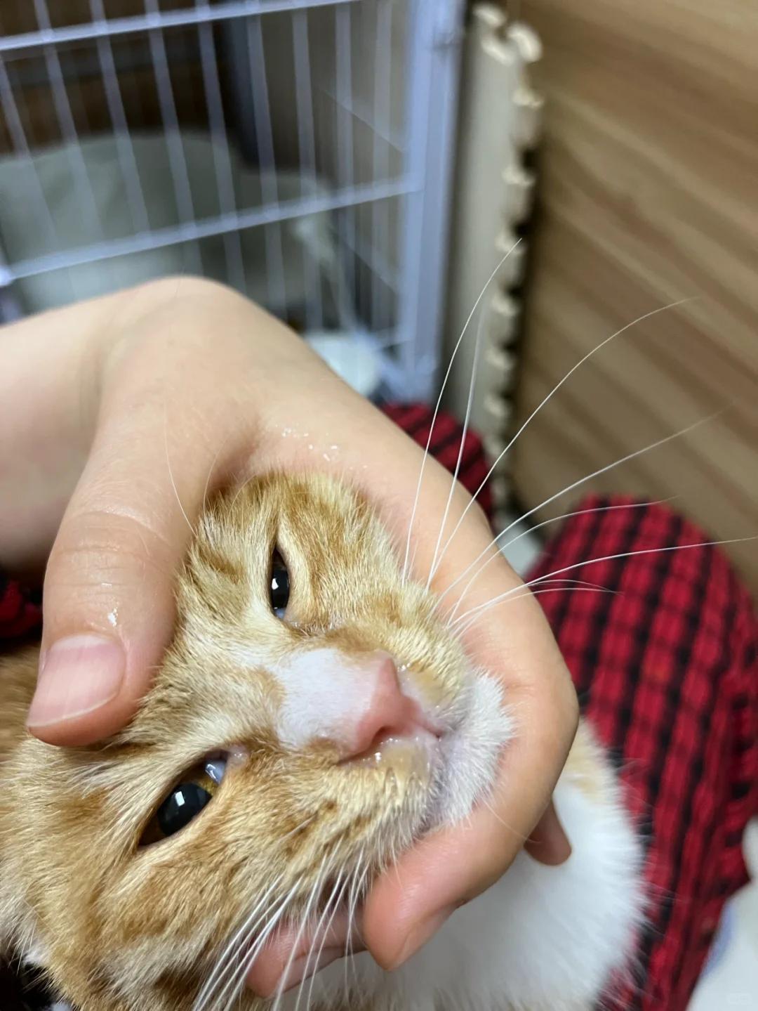 猫咪感冒症状:流鼻涕,打喷嚏,如何正确用药?