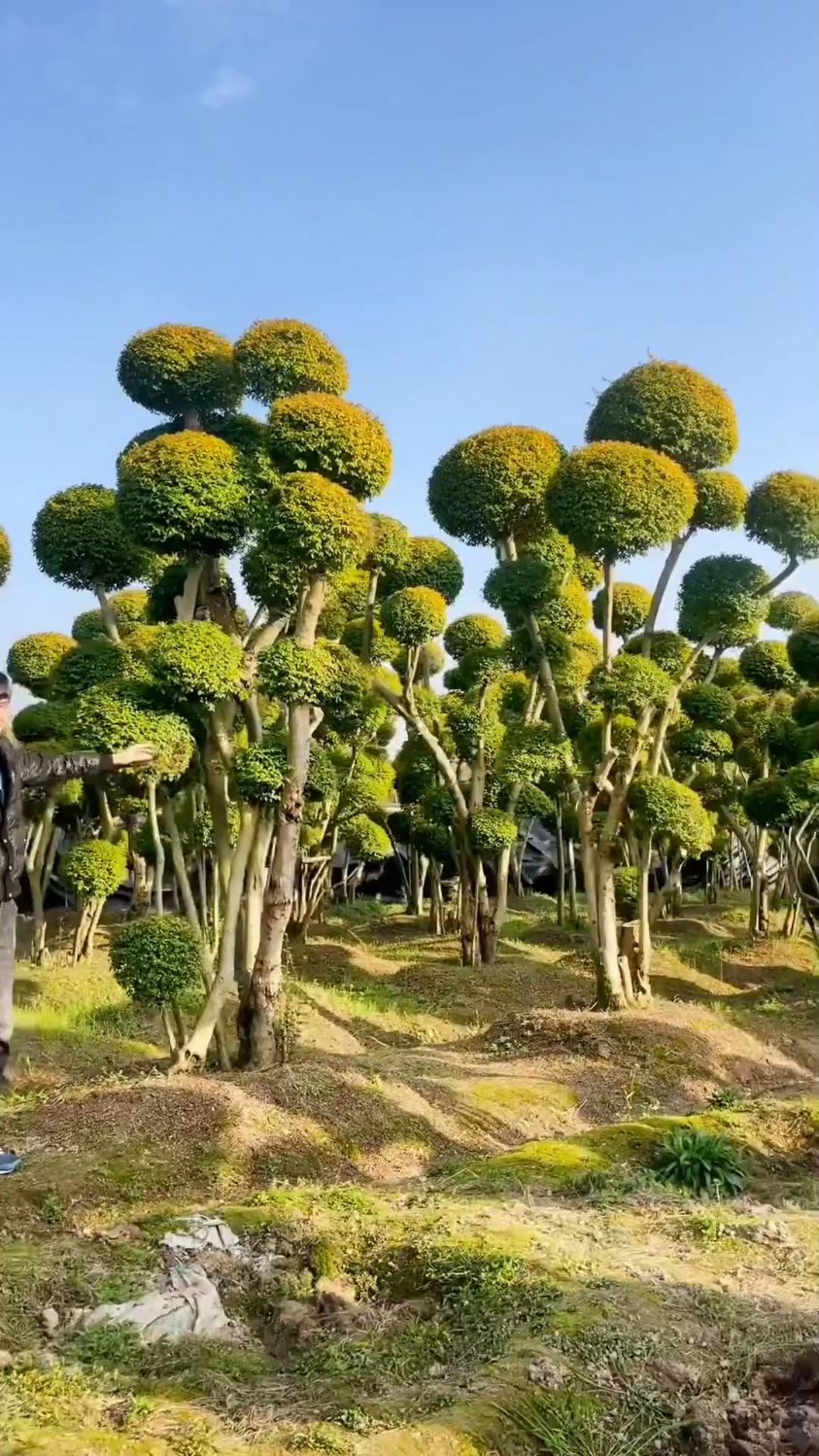 亮晶女贞造型树四季不落叶适合庭院别墅农家小院栽植