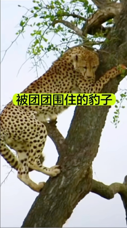 孤立无援的豹子躲在树上,树下的鬣狗等待时机,不料鬣狗竟然走了