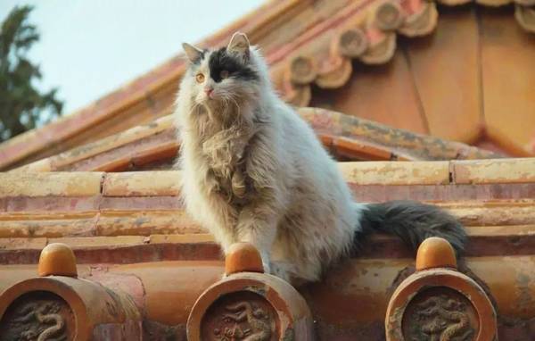 故宫有200多只猫,从未有人驱赶,单霁翔院长:它们是活着的文物