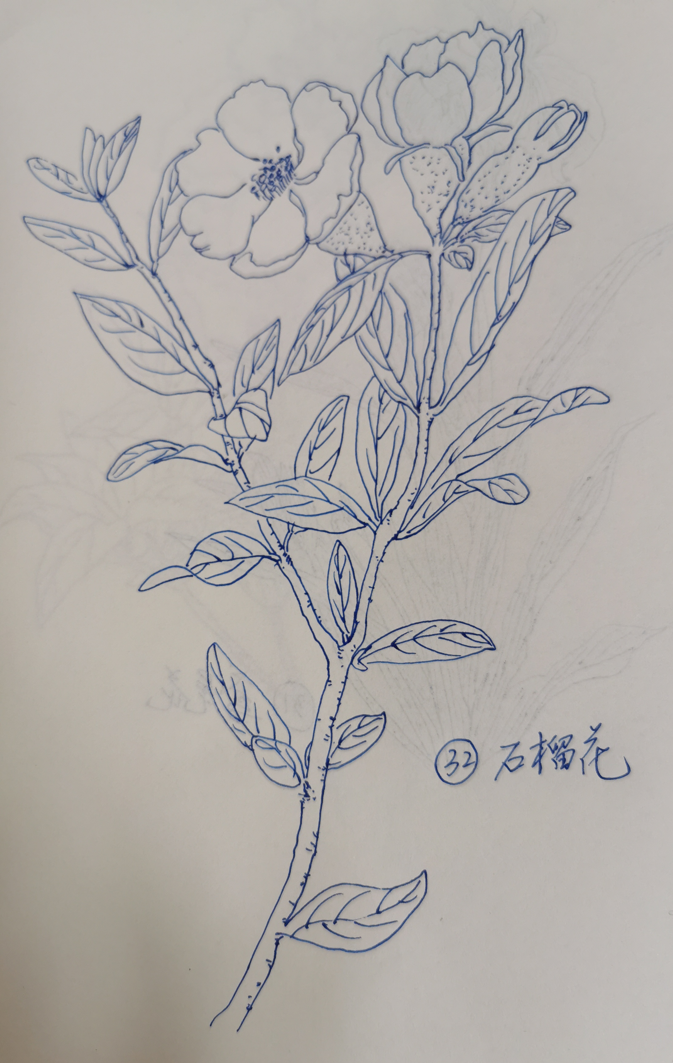 石榴花开怎么画图片