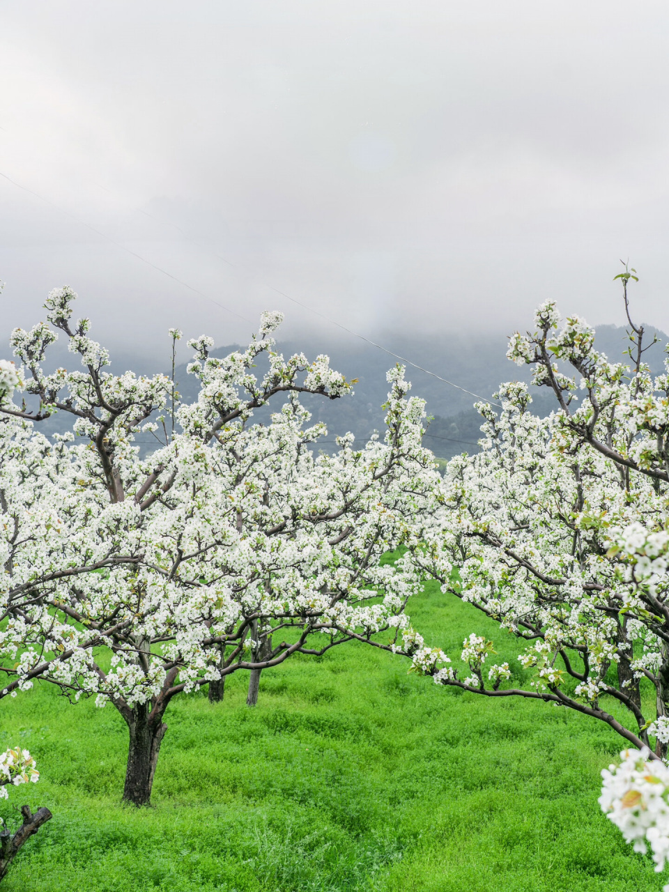 树山梨花,惊艳了整个春天  春天,大家的目光都被樱花,玉兰,山茶等吸引