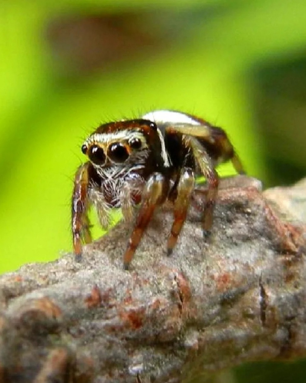 98蝇虎的存在让我们对大自然的奇妙有了更深刻的认识.