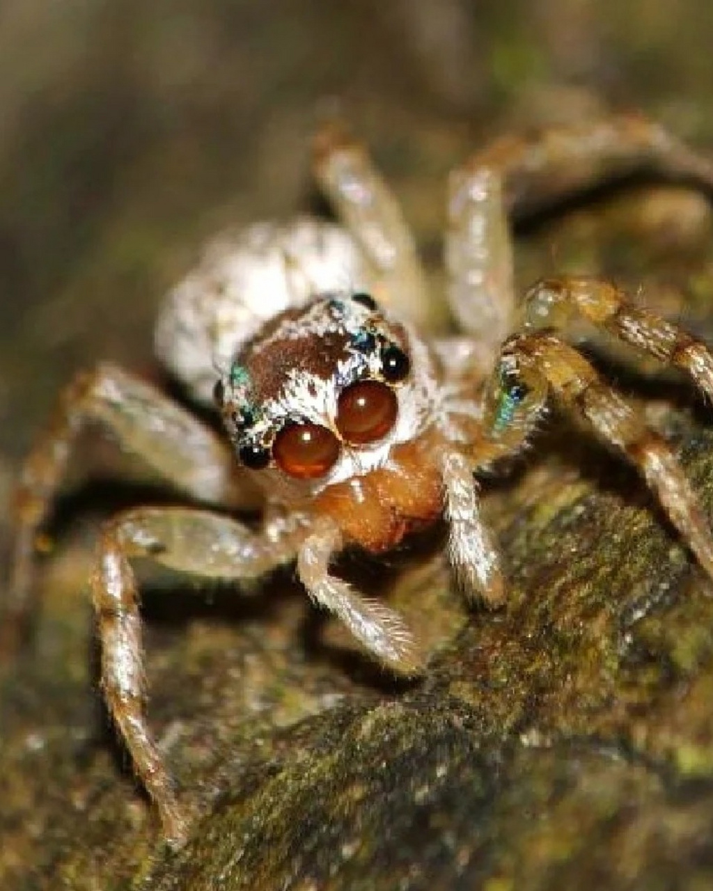 98蝇虎的存在让我们对大自然的奇妙有了更深刻的认识.