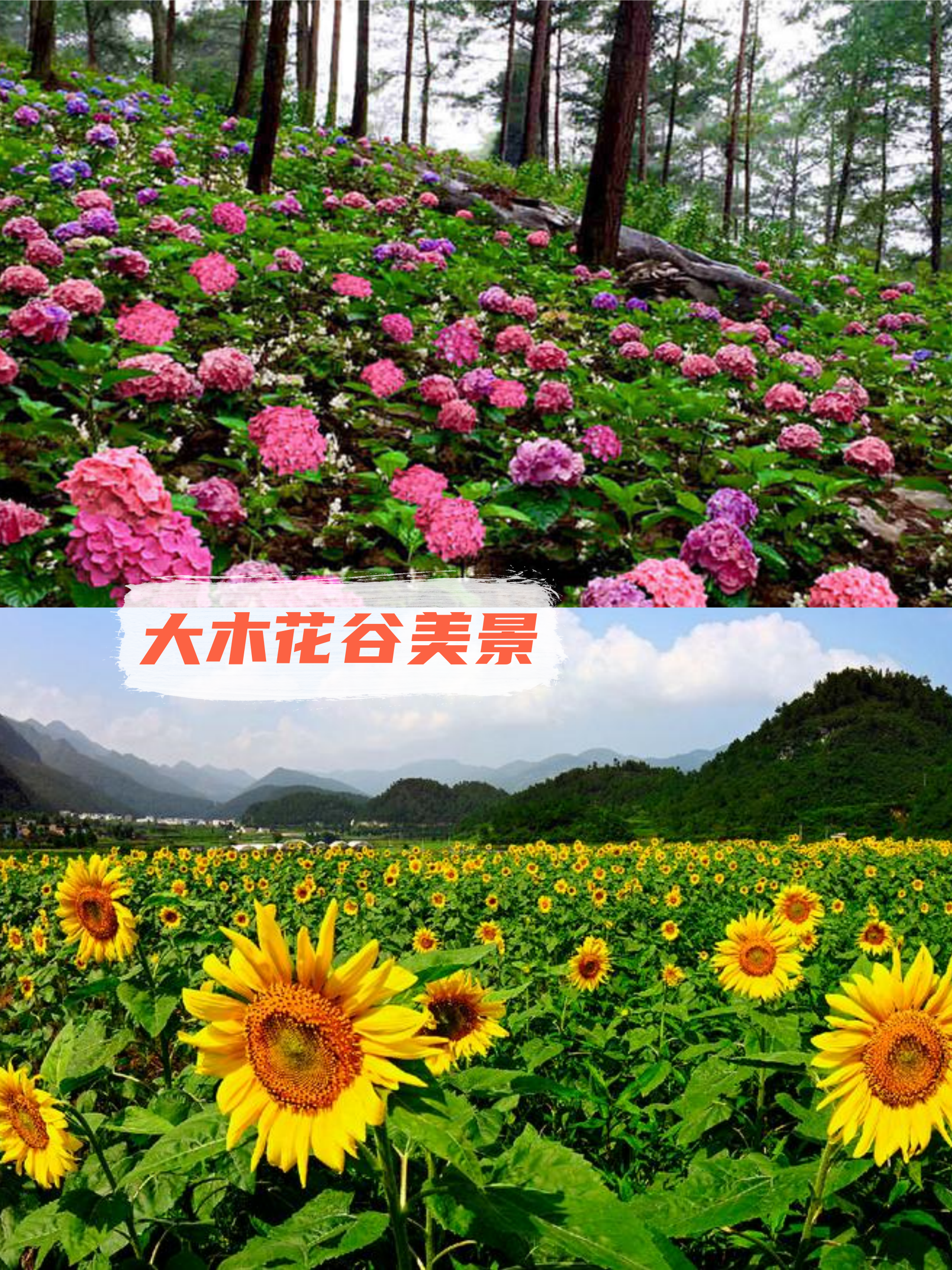 大木花谷,一个隐藏在山之间的自然奇观,以其绚烂多彩的花海和清幽宁静