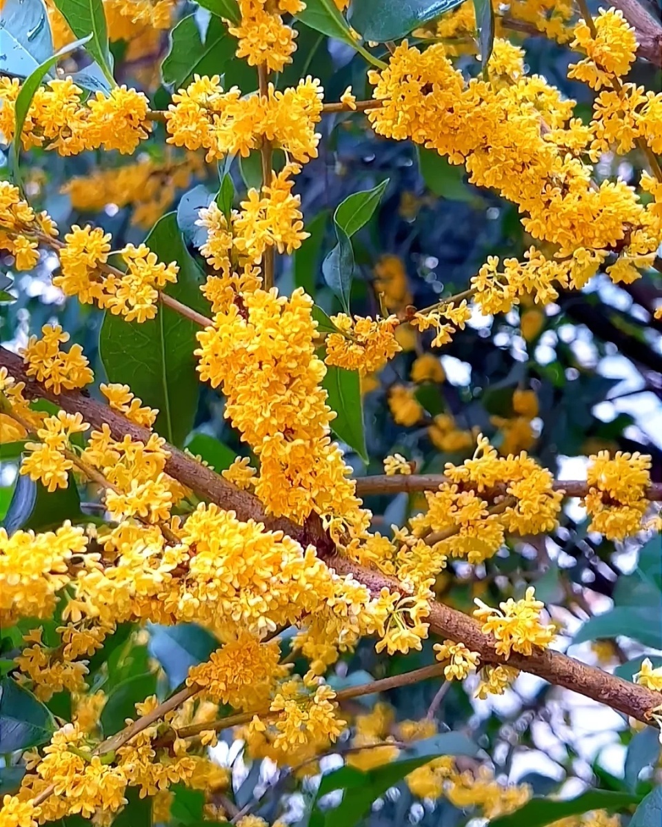 桂花树图片  桂花就像一个调皮的孩子