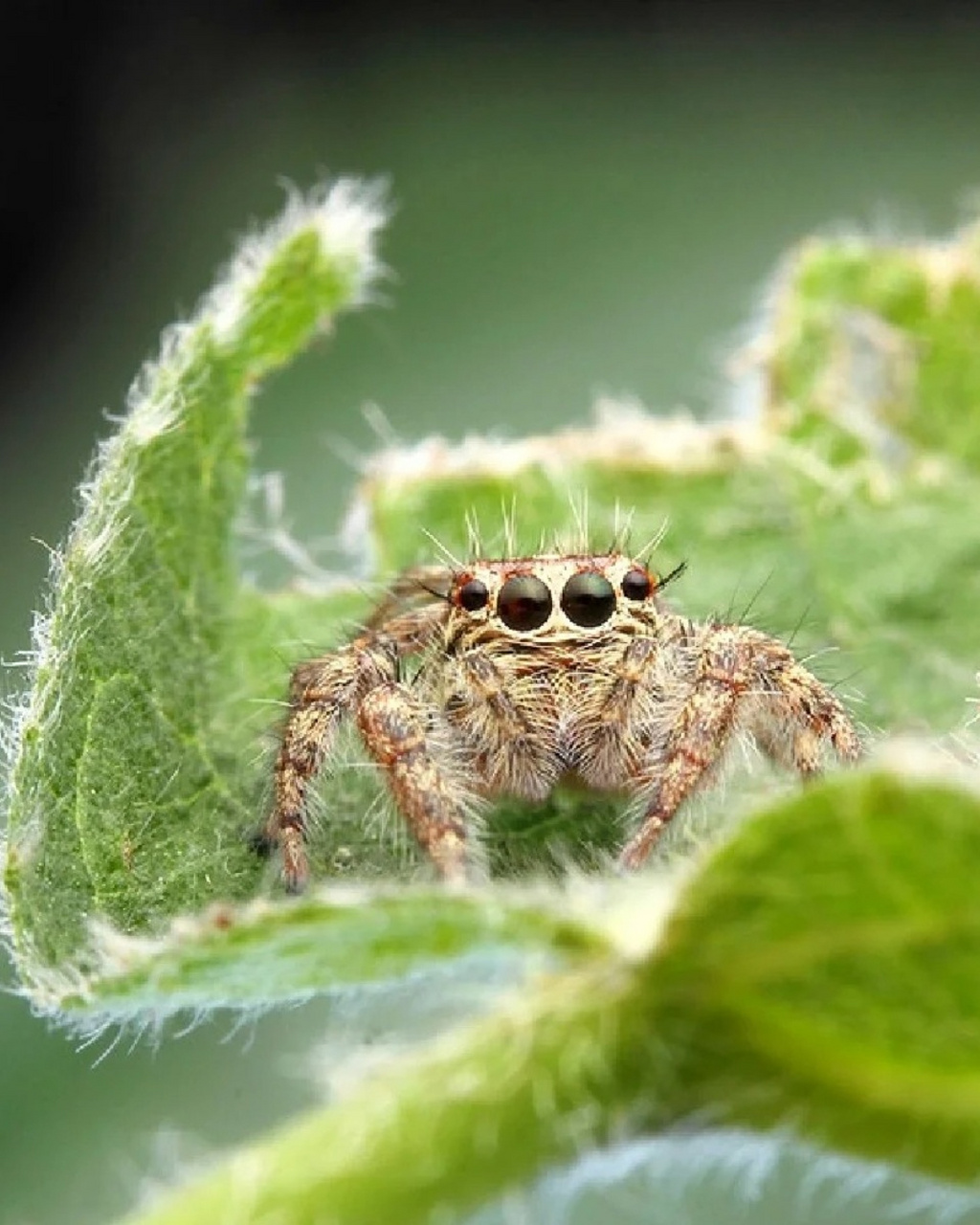 98蝇虎的存在让我们对大自然的奇妙有了更深刻的认识.