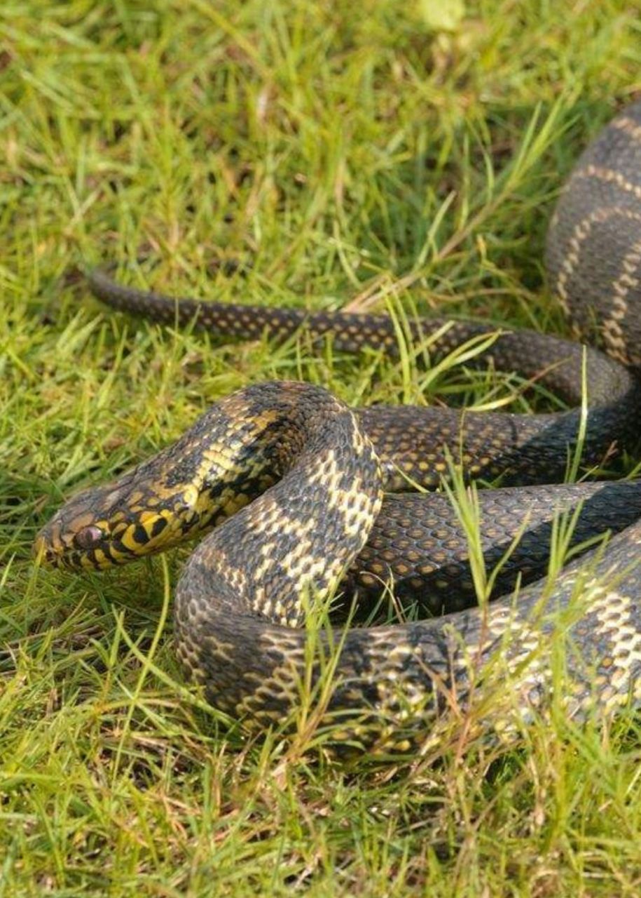 菜花蛇图片  菜花蛇,学名王锦蛇,是一种无毒的蛇类,因其独特的身体