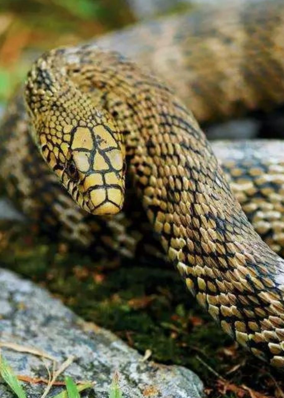 菜花蛇图片  菜花蛇,学名王锦蛇,是一种无毒的蛇类,因其独特的身体