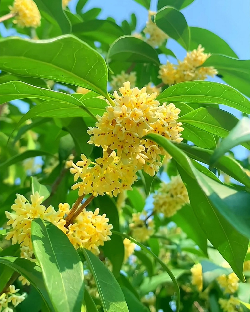 高山野生山桂花树图图片