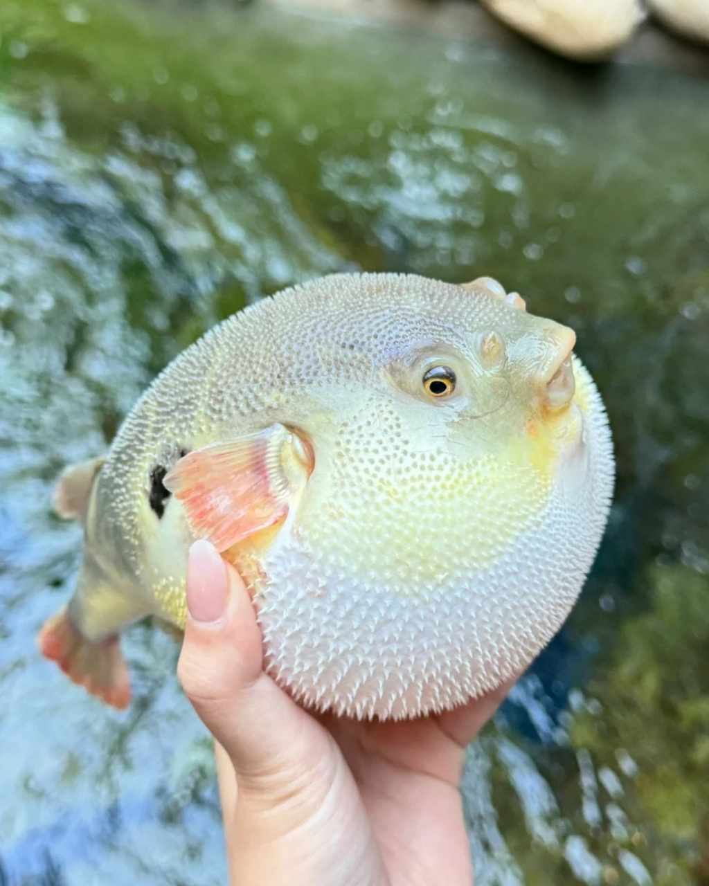 河鲀鱼图片大全大图图片