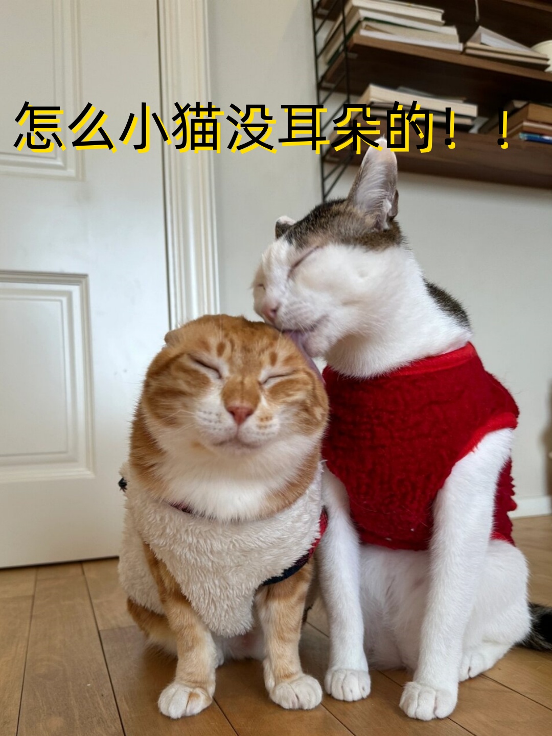怎么小猫没耳朵的