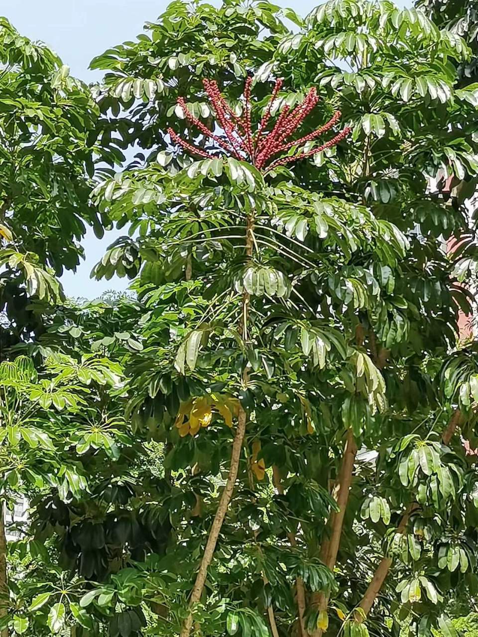 澳洲鸭脚木,学名辐叶鹅掌柴.