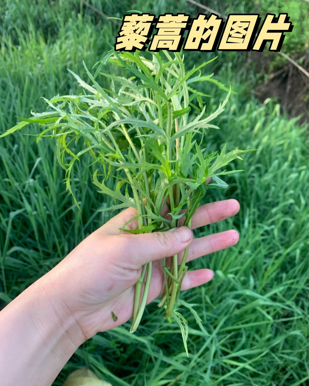 今天让我们一起探索一种特别的植物——藜蒿.