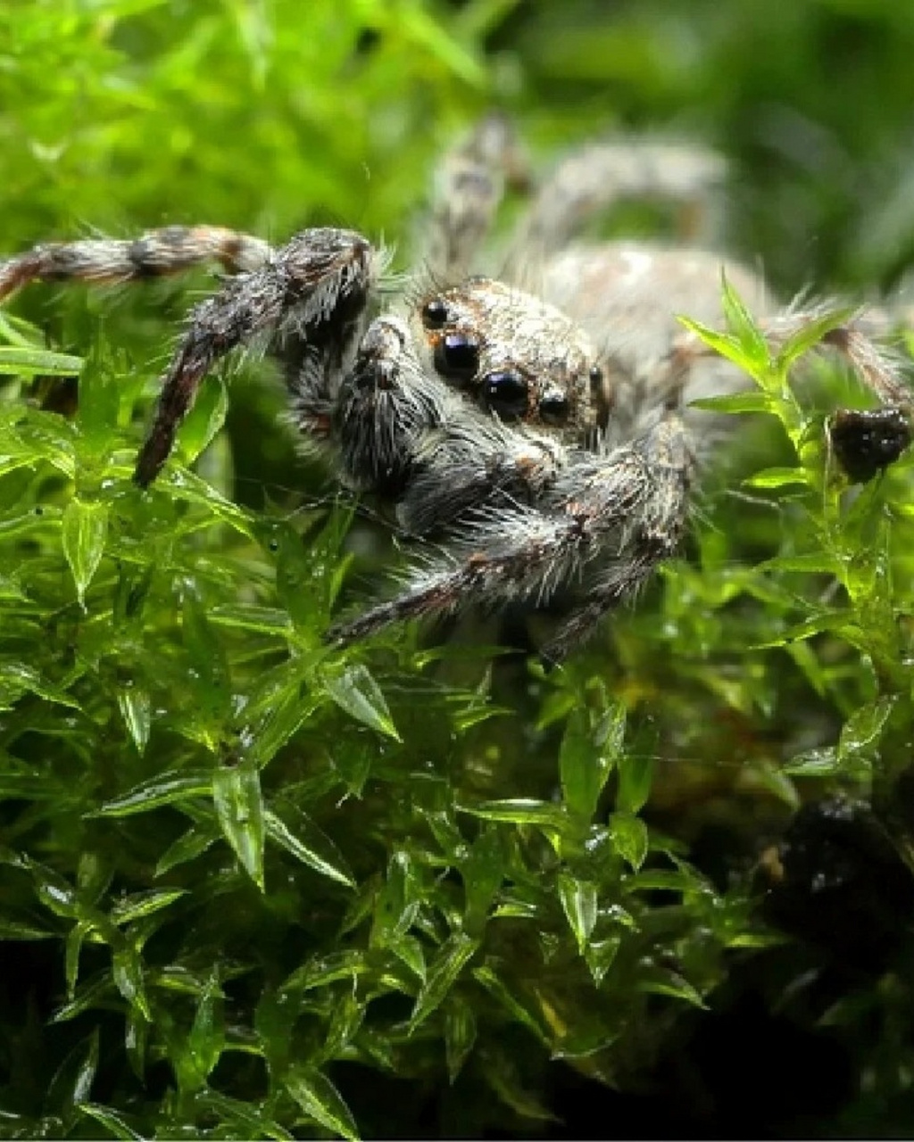 98蝇虎的存在让我们对大自然的奇妙有了更深刻的认识.