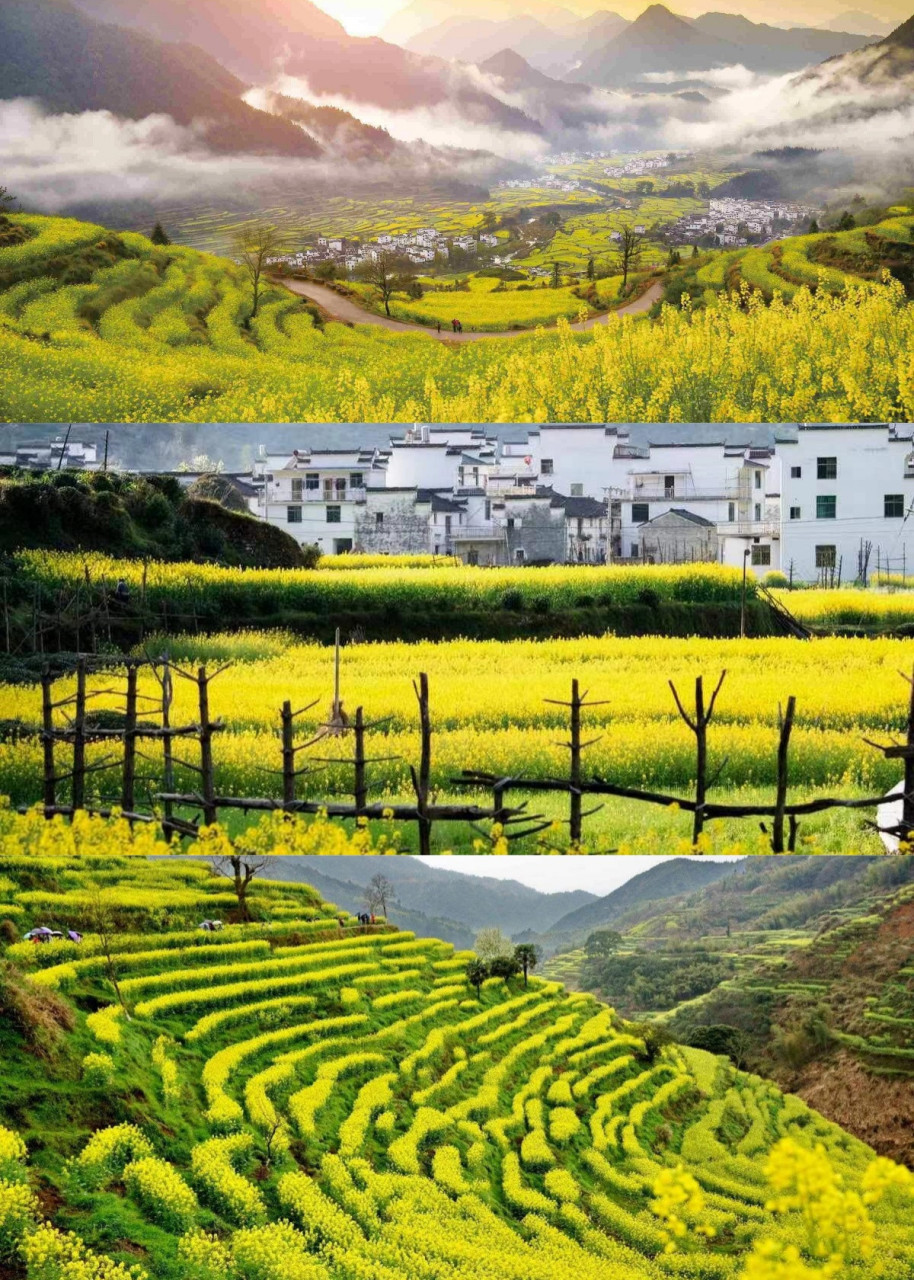 一年最美季,江西婺源油菜花  每年的 3 月中旬到 4 月上旬,是江西婺源
